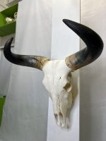 جمجمه و شاخ طبیعی گاو