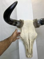 جمجمه و شاخ طبیعی گاو