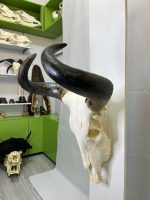 جمجمه و شاخ طبیعی گاو هندی مدل - cow-model-K-304 - Image 8