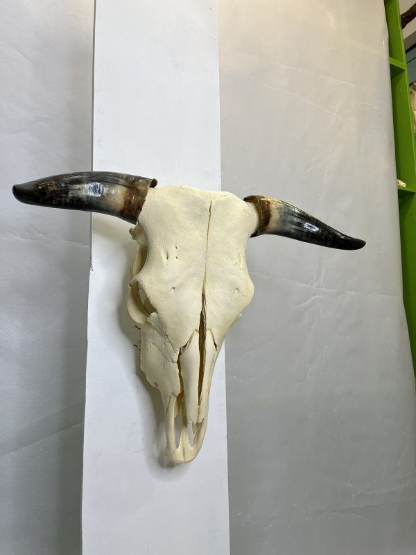 جمجمه و شاخ طبیعی گاو