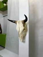 جمجمه و شاخ طبیعی گاو