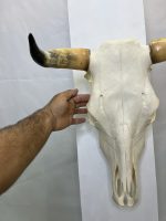 جمجمه و شاخ طبیعی گاو