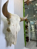 جمجمه و شاخ طبیعی گاو مدل - cow-model-K-38 - Image 5