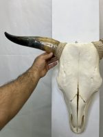 جمجمه و شاخ طبیعی گاو