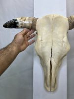 جمجمه و شاخ طبیعی گاو