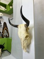 جمجمه و شاخ طبیعی گاو