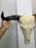 جمجمه و شاخ طبیعی گاو