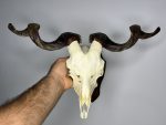 جمجمه و شاخ کل و بز دکوری