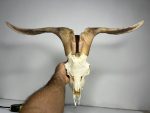 جمجمه و شاخ کل سانن Goat-model-2 - Image 5
