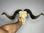 جمجمه و شاخ قوچ اهلی Ovis-model-46 - Image 5
