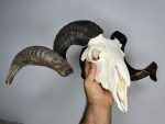 جمجمه و شاخ قوچ اهلی Ovis-model-47 - Image 5