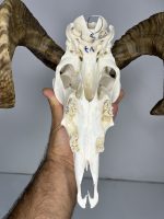 جمجمه و شاخ قوچ اهلی Ovis-model-48 - Image 5