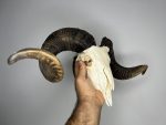 جمجمه طبیعی قوچ دکوری