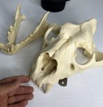 جمجمه شیر نر آفریقایی - Lion-model-1 - Image 15