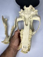 جمجمه خرس قهوه ای