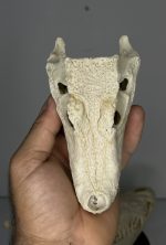 جمجمه کروکودیل کایمن  - Caiman-model-1 - Image 19