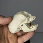 جمجمه میمون رزوس  - Macaca-model-1