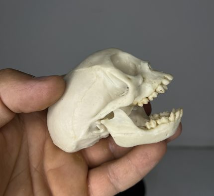 جمجمه میمون رزوس  - Macaca-model-1