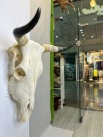 جمجمه و شاخ واقعی گاو