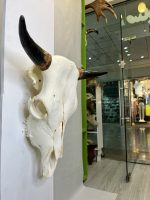 جمجمه و شاخ طبیعی گاو مدل 30- cow-model--30 - Image 6