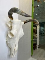جمجمه و شاخ طبیعی گاو مدل 35- cow-model--35 - Image 5