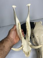 جمجمه گراز وحشی - Wild boar-model-1 - Image 4