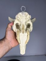 جمجمه تنها قوچ اوریال - Urial-model-2 - Image 6