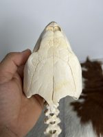 جمجمه و گردن لاکپشت سبز  Green Sea Turtle - Image 12