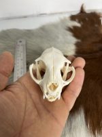 جمجمه طبیعی گربه اهلی model-1 - Image 5