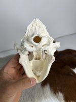 جمجمه طبیعی سگ اهلی model-1 - Image 5