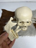 جمجمه انسان مدل دو قسمتی رنگ سفید استخوانی skull-human-model-1 - Image 6