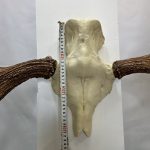 جمجمه و شاخ گوزن موس