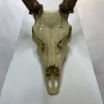 جمجمه و شاخ گوزن زرد ایرانی Persian-falliow-deer-model-1 - Image 9
