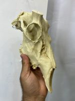 جمجمه تنها گوزن زرد