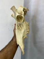 جمجمه تنها گوزن مرال  – maral-model-2 - Image 3