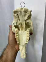 جمجمه تنها کل وحشی پازن  pazan-model-1 - Image 5