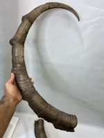 جفت شاخ بدون جمجمه کل وحشی پازن  pazan-model-120 - Image 5