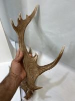 شاخ گوزن زرد