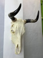 جمجمه طبیعی گاو