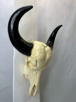 جمجمه و شاخ طبیعی گاو مدل 203- cow-model-203 - Image 6