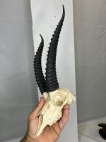 جمجمه و شاخ آهو تامسون آفریقایی مدل شاخ مشکی - Gazella-model-2 - Image 13