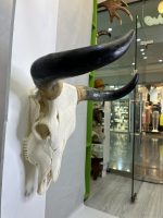 جمجمه و شاخ طبیعی گاو هندی