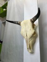 جمجمه و شاخ گاو