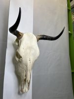 جمجمه و شاخ گاو