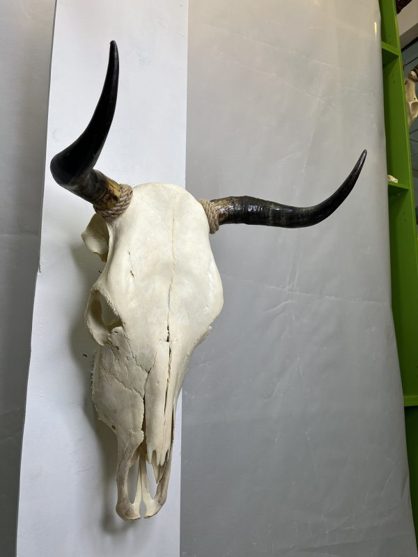 جمجمه و شاخ گاو