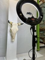 جمجمه و شاخ طبیعی گاو مدل - cow-model-K-39 - Image 4