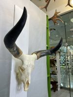 جمجمه و شاخ گاو هندی
