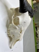 جمجمه و شاخ کل و بز اهلی Goat-model-79 - Image 5