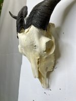 جمجمه و شاخ کل