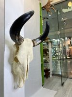 جمجمه و شاخ طبیعی گاو هندی مدل - cow-model-K-201 - Image 5
